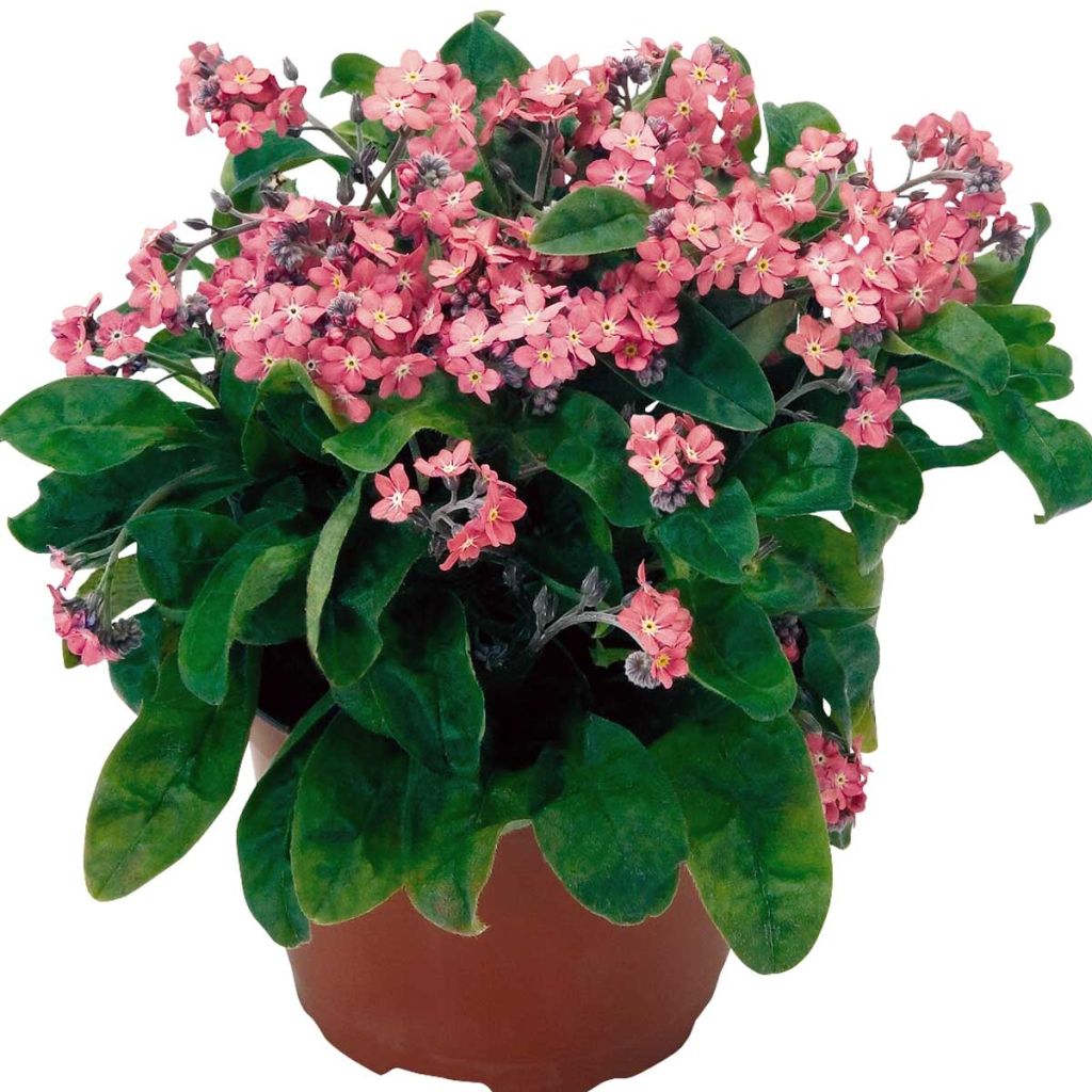 Myosotis sylvatica Rosylva plug plant - Forget-me-not