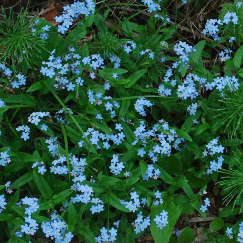 Myosotis sylvatica Bluesylva - Forget-me-not