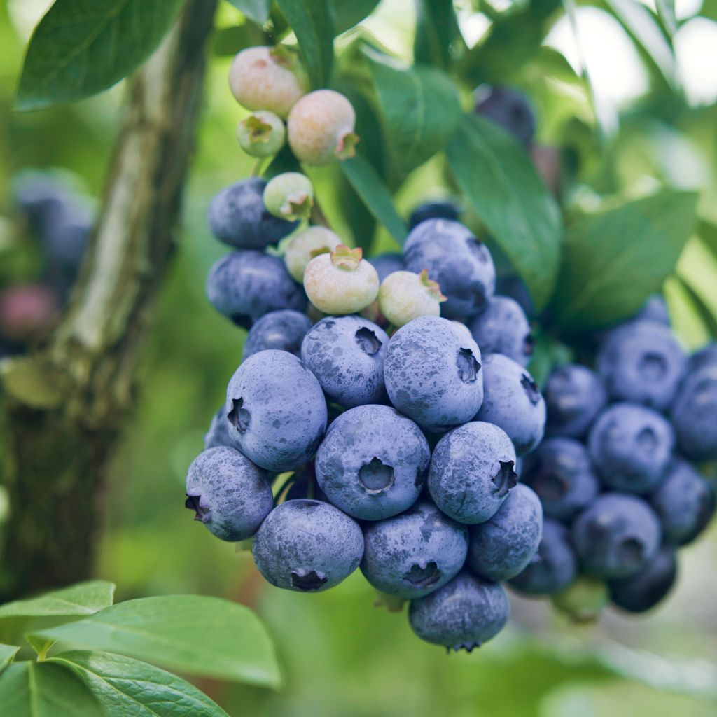 Vaccinium corymbosum Darrow- American Blueberry