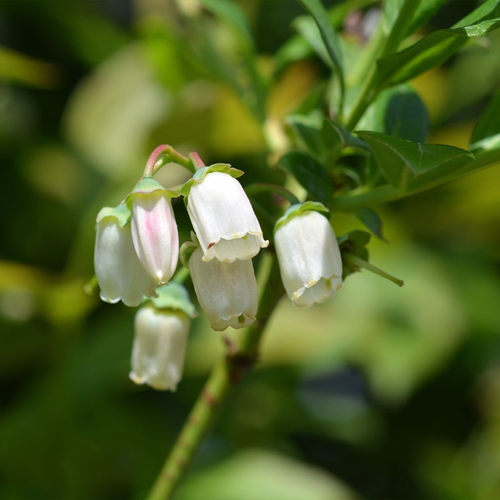 Vaccinium corymbosum Duke- American Blueberry