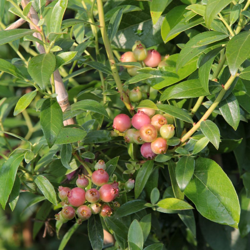 Vaccinium corymbosum Duke- American Blueberry