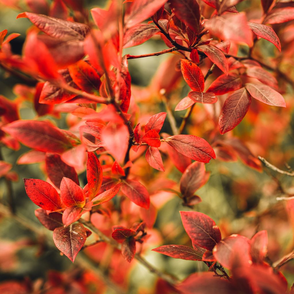 Vaccinium corymbosum Legacy- American Blueberry