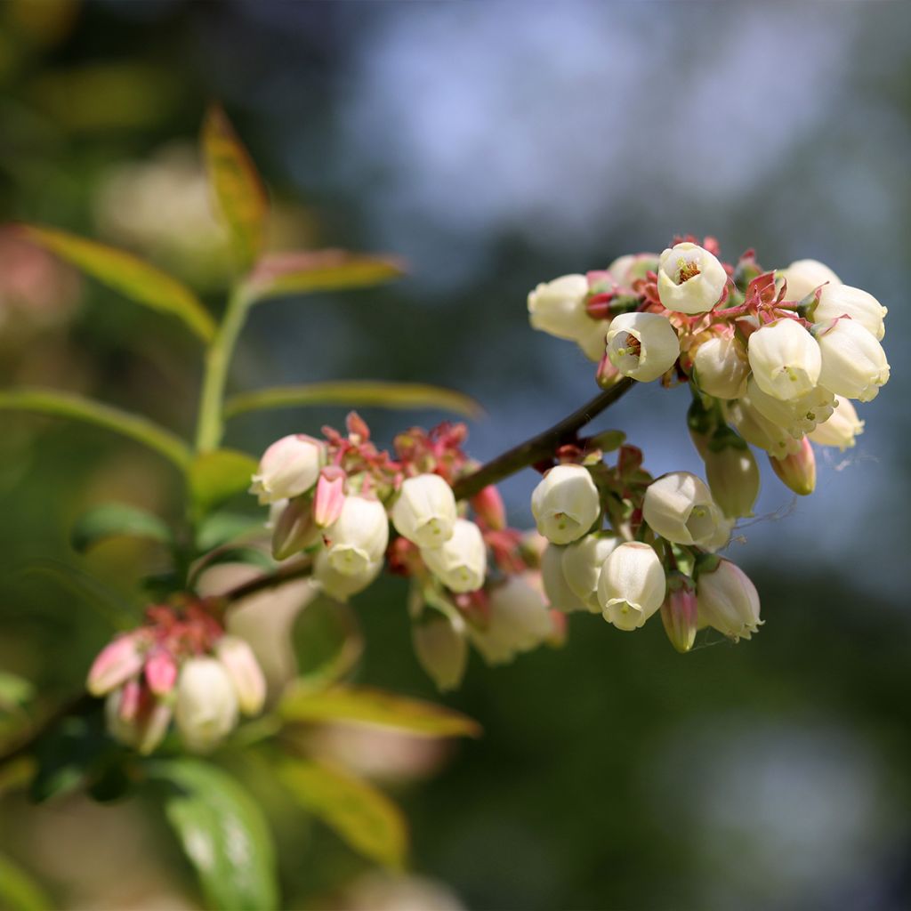Vaccinium corymbosum North Blue- American Blueberry