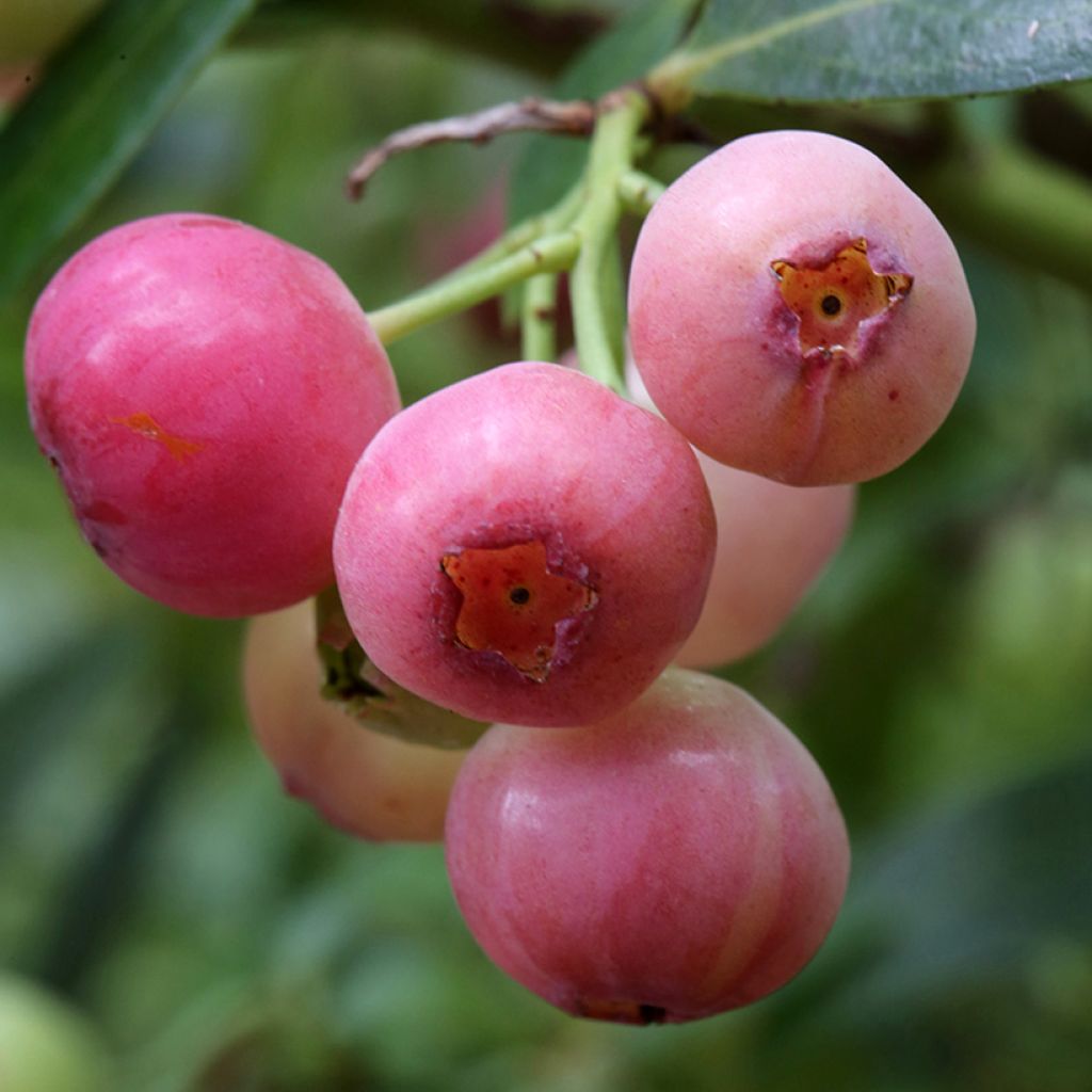 Vaccinium corymbosum x ashei Pink Berry