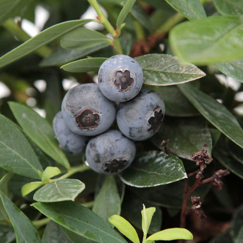 Vaccinium Patriot' Bio - Organic Blueberry