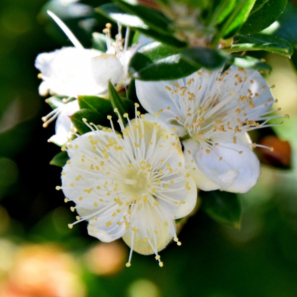 Myrtus communis subsp. tarentina