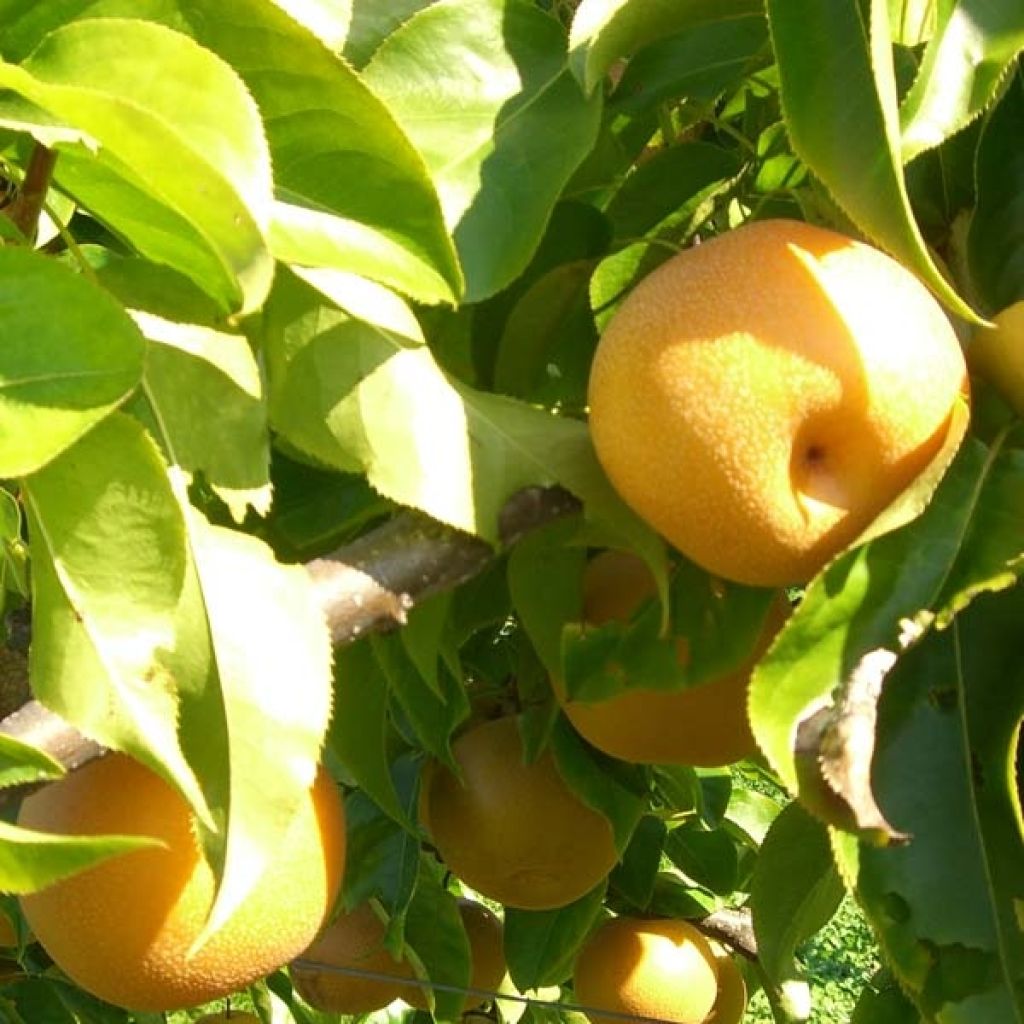 Nashi Shinseiki - Apple-Pear