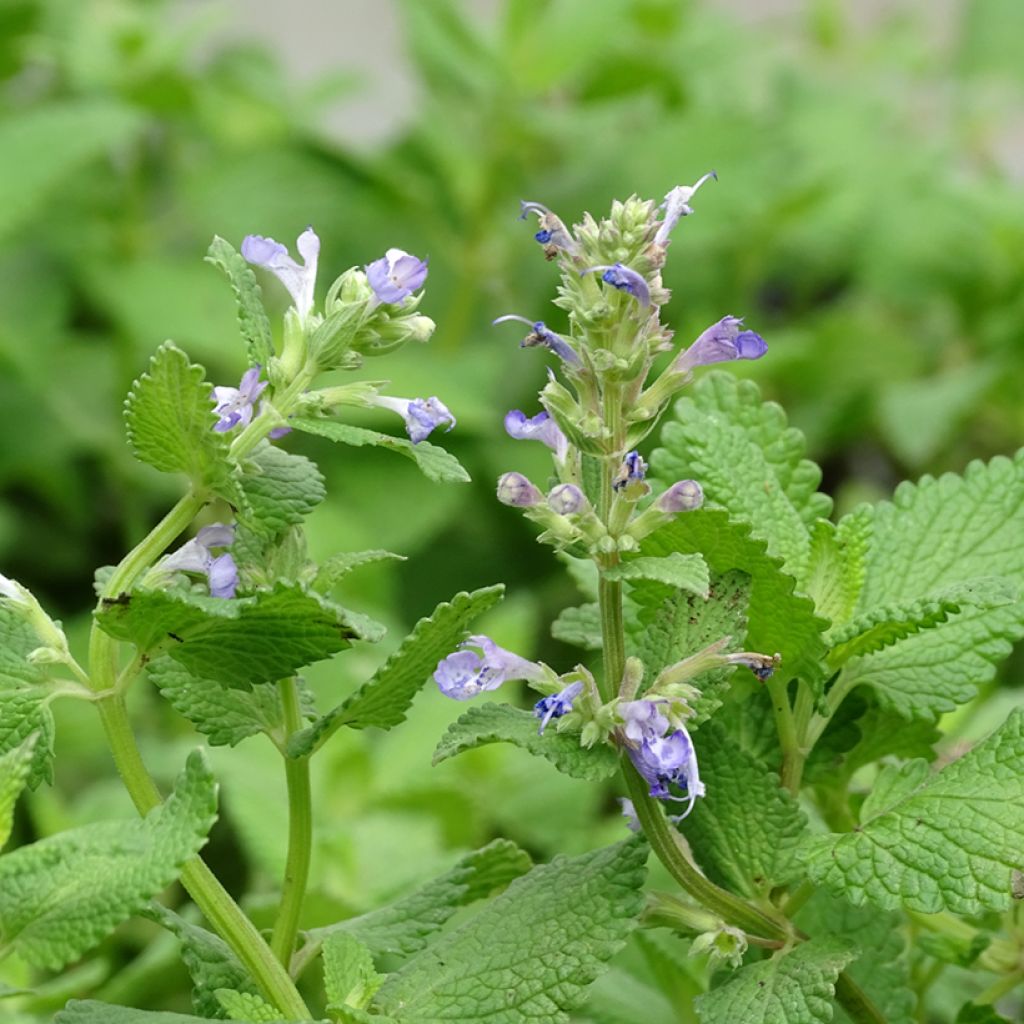 Nepeta grandiflora Zinsers Giant - Catnip