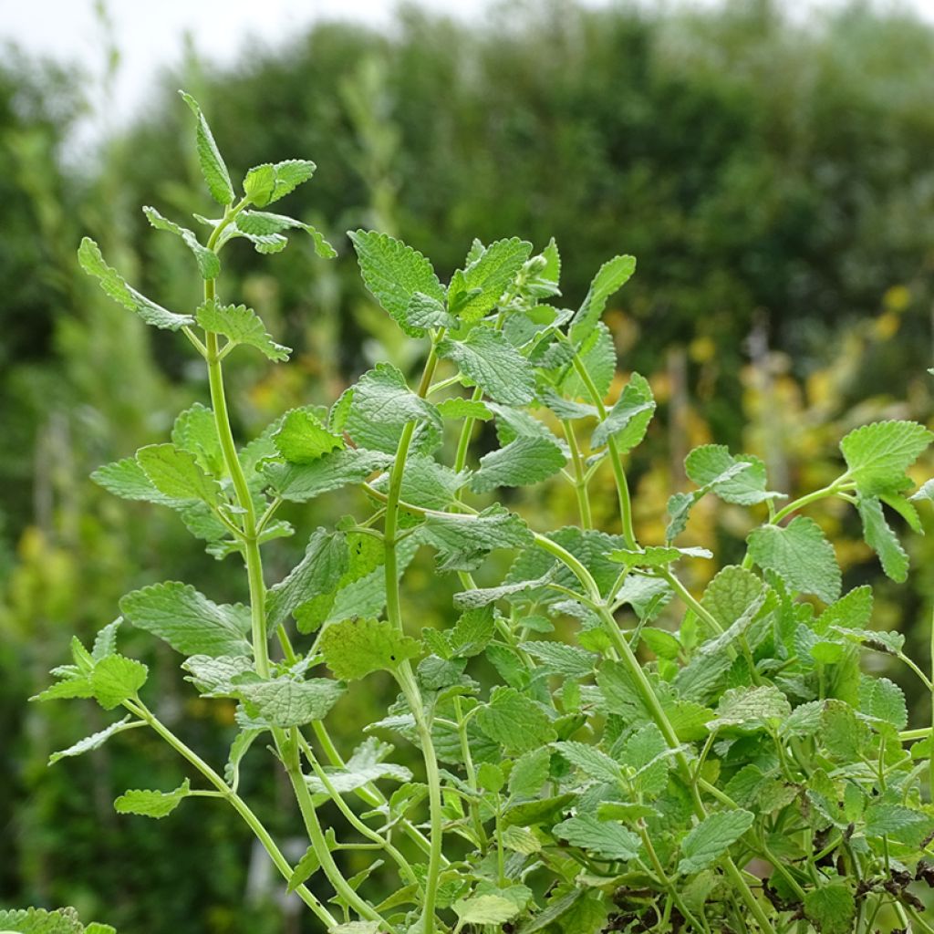 Nepeta grandiflora Zinsers Giant - Catnip