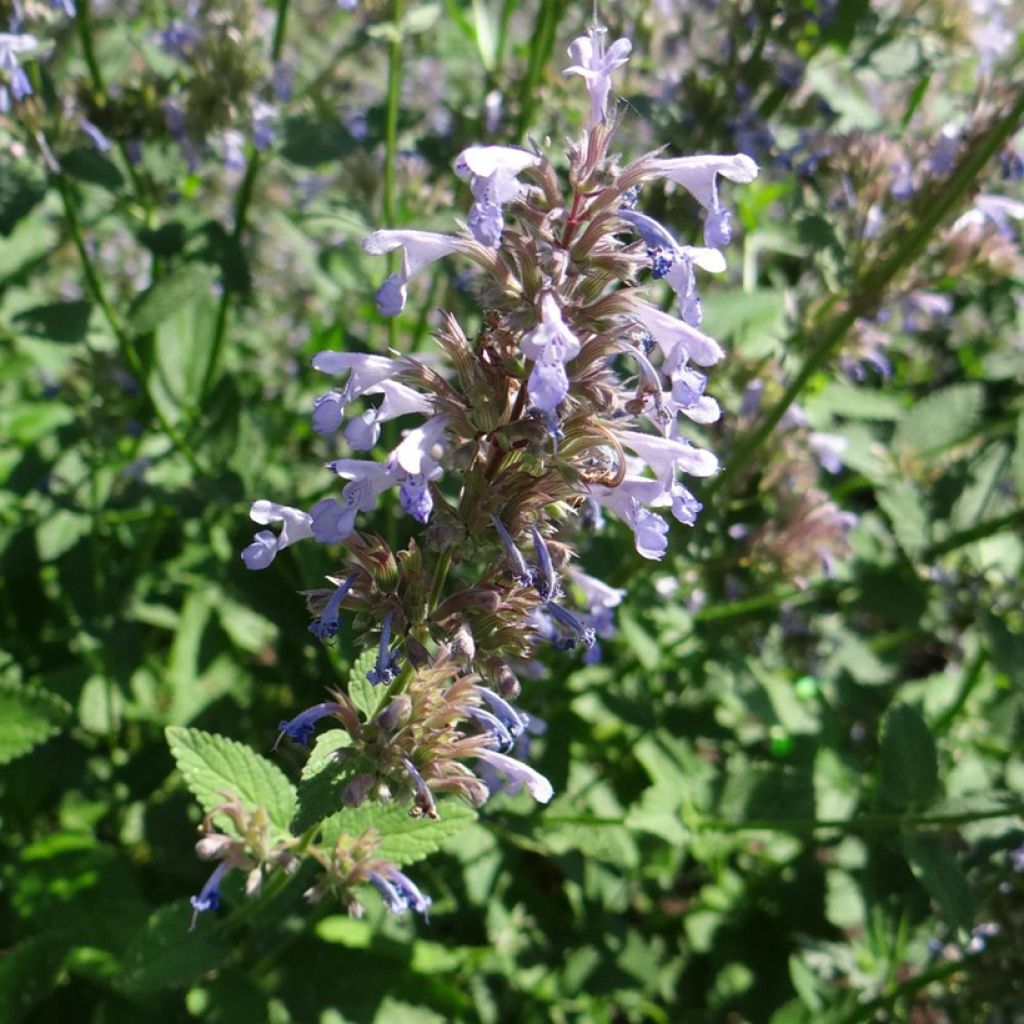 Nepeta parnassica 