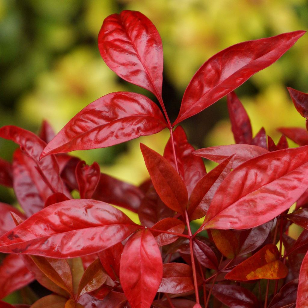 Nandina domestica Blush Pink Aka - Sacred Bamboo