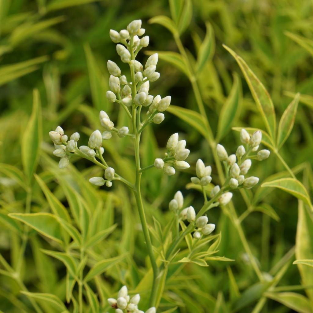 Nandina domestica Brightlight - Sacred Bamboo