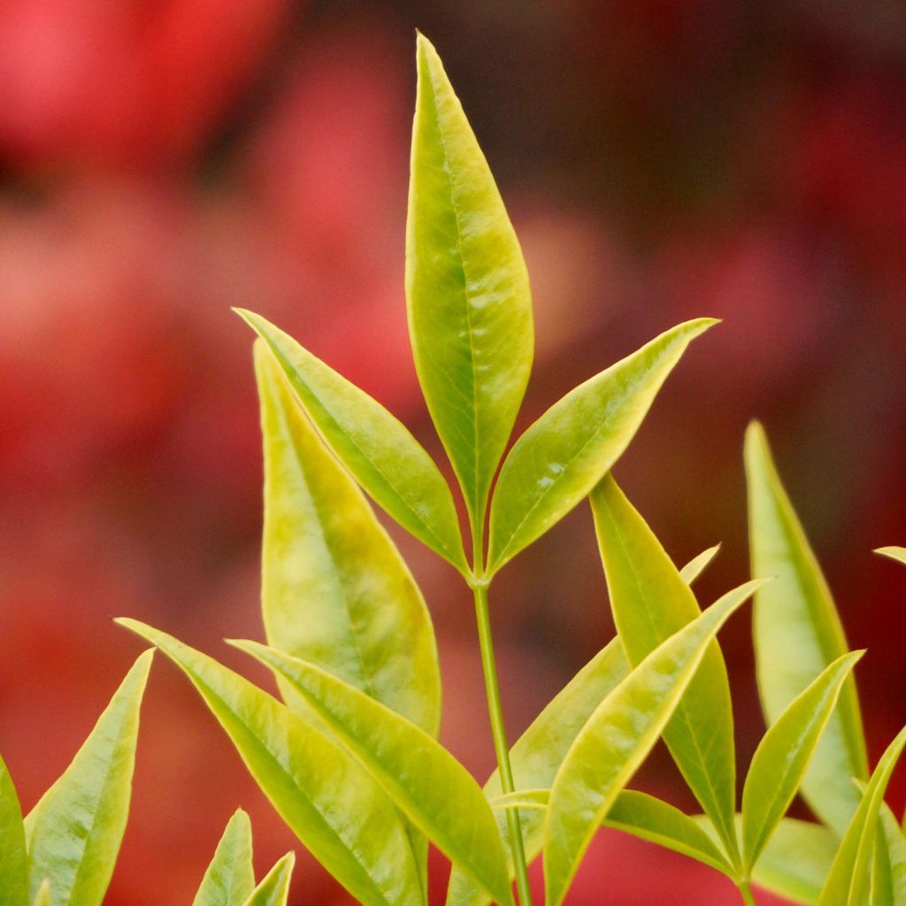 Nandina domestica Brightlight - Sacred Bamboo