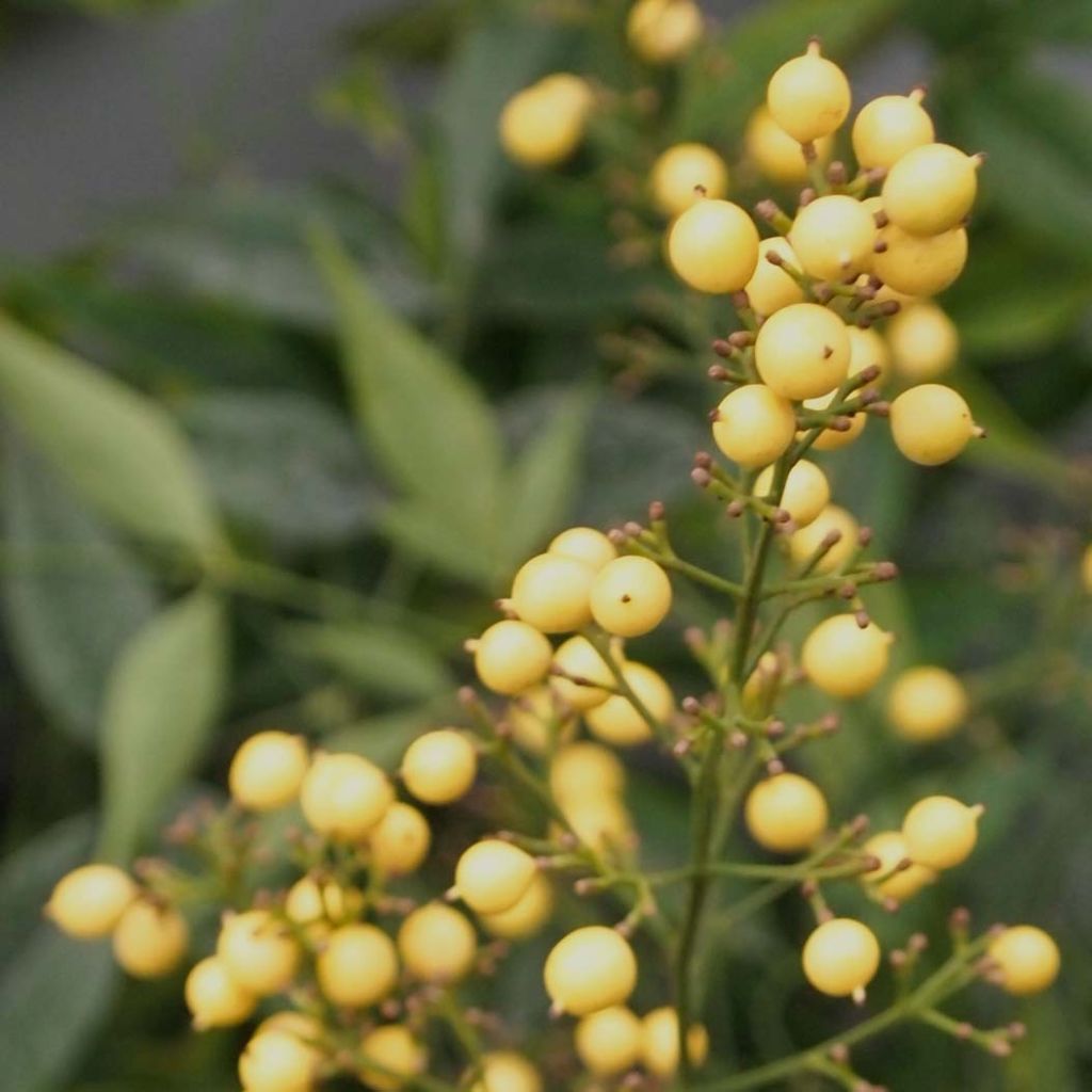 Nandina domestica Brightlight - Sacred Bamboo