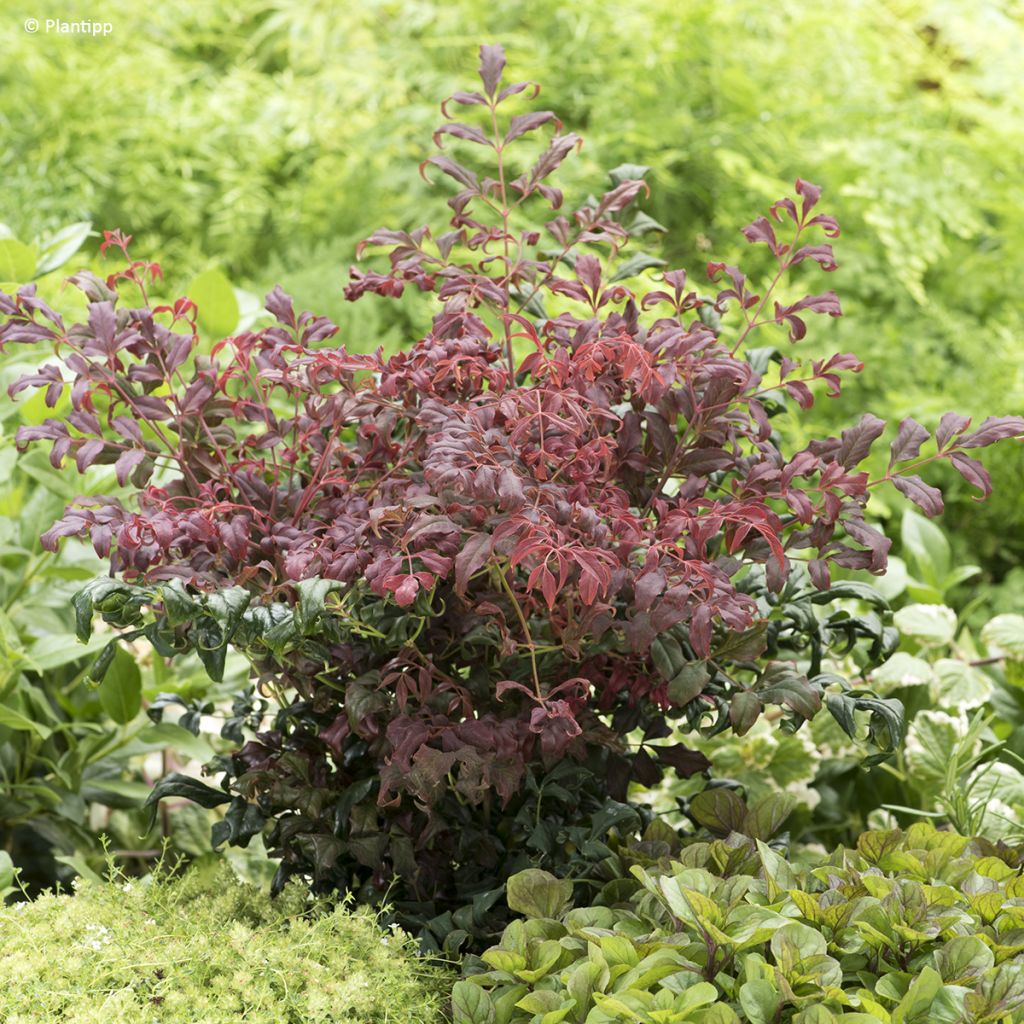 Nandina domestica Curly Obsessed - Sacred Bamboo