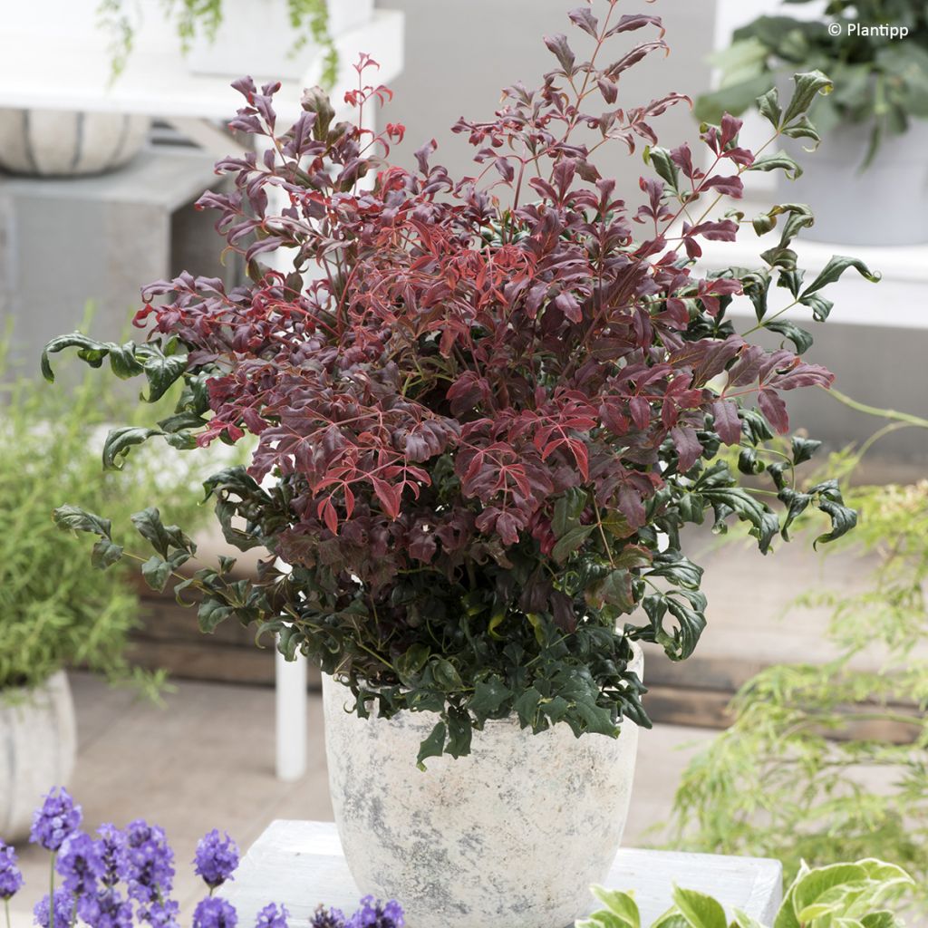 Nandina domestica Curly Obsessed - Sacred Bamboo