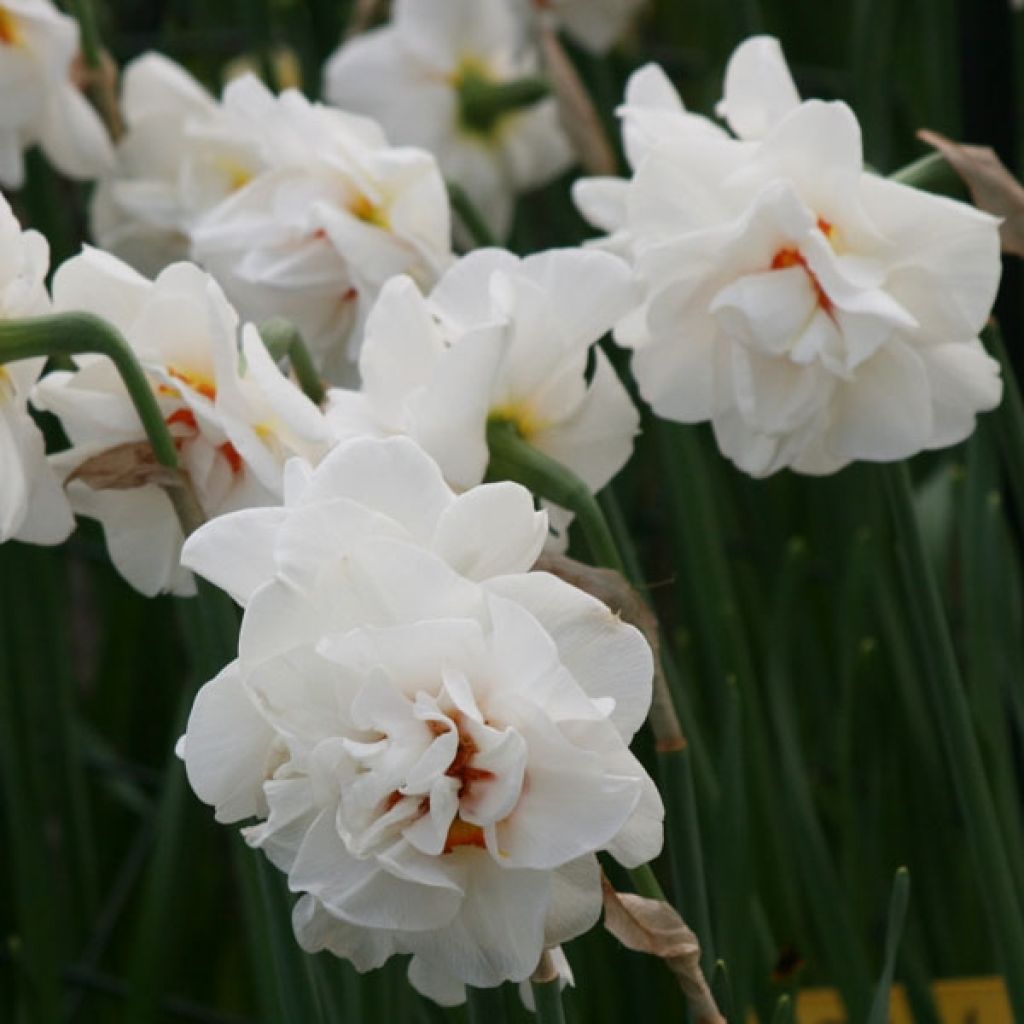 Narcissus Acropolis