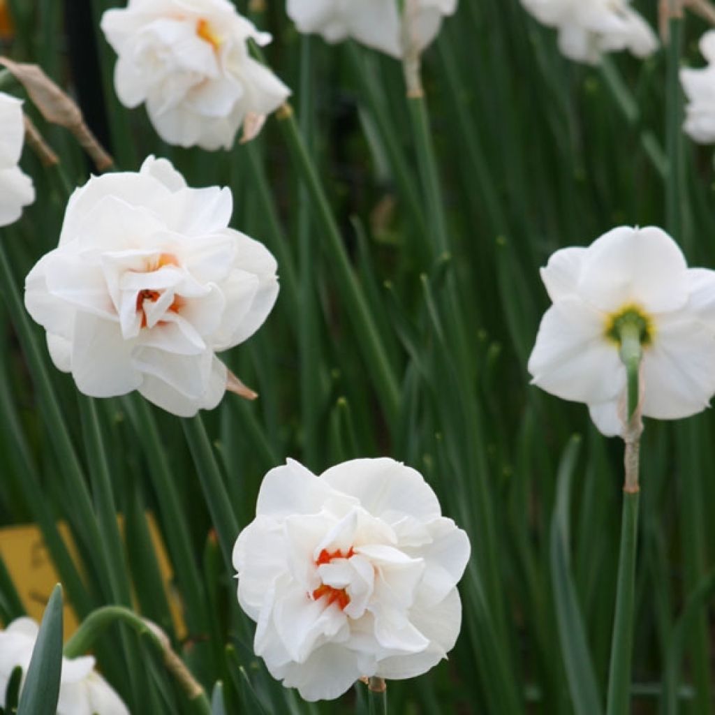 Narcissus Acropolis