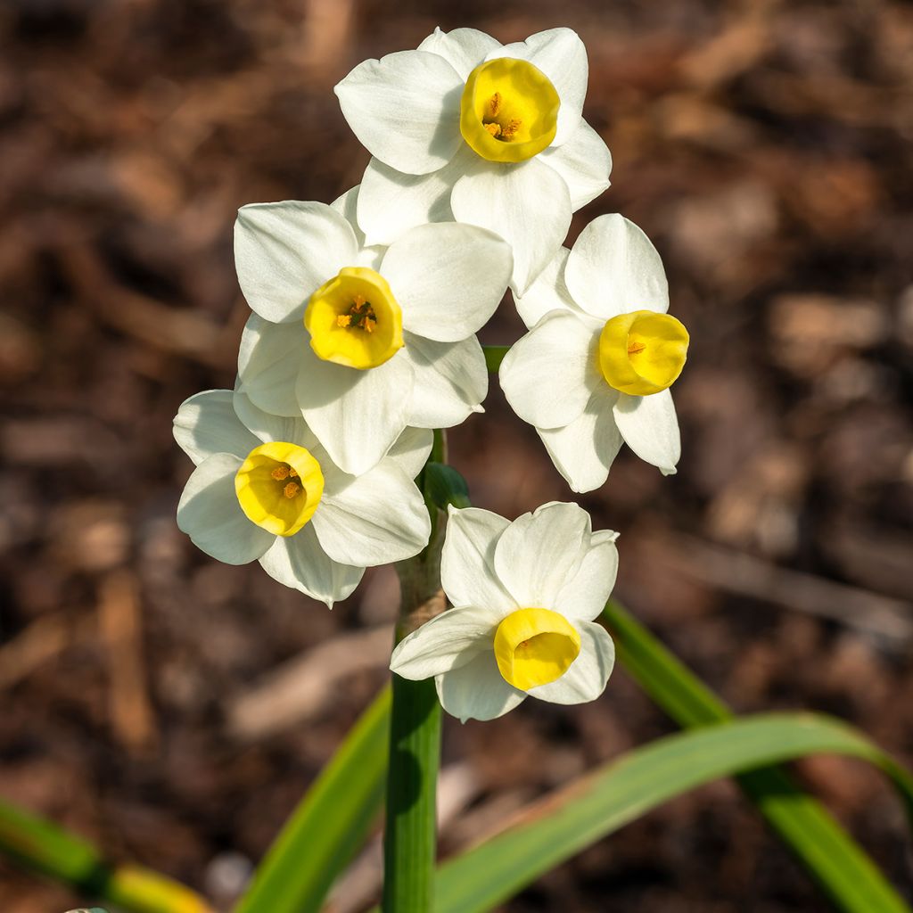 Narcissus Avalanche