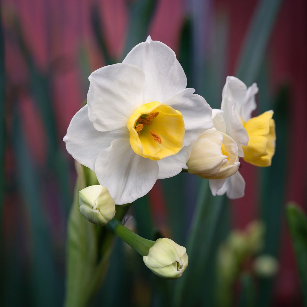 Narcissus Avalanche