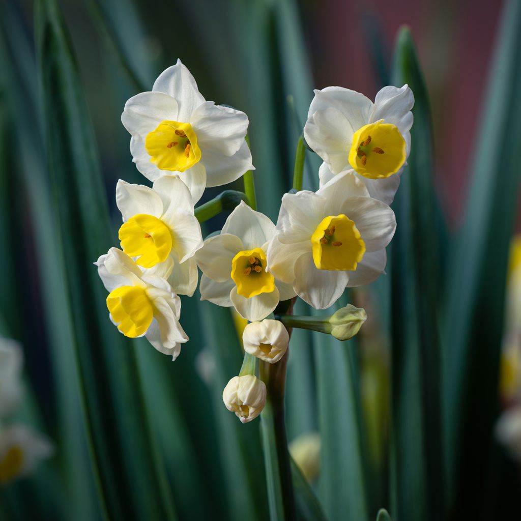 Narcissus Avalanche