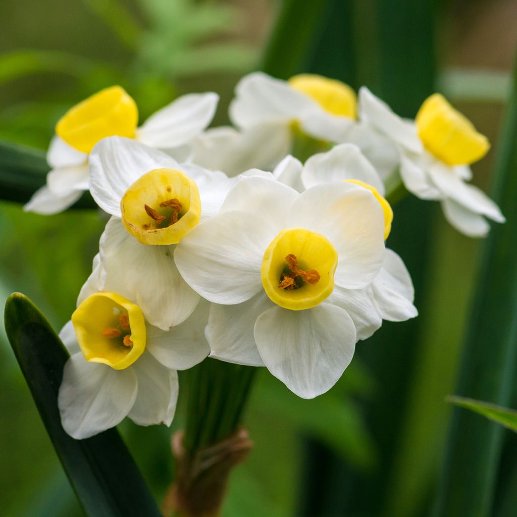 Narcissus Avalanche