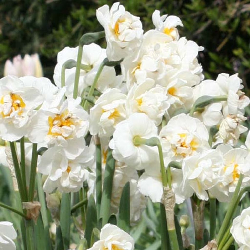 Narcissus Bridal Crown