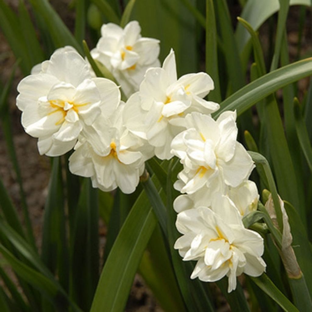 Narcissus Bridal Crown