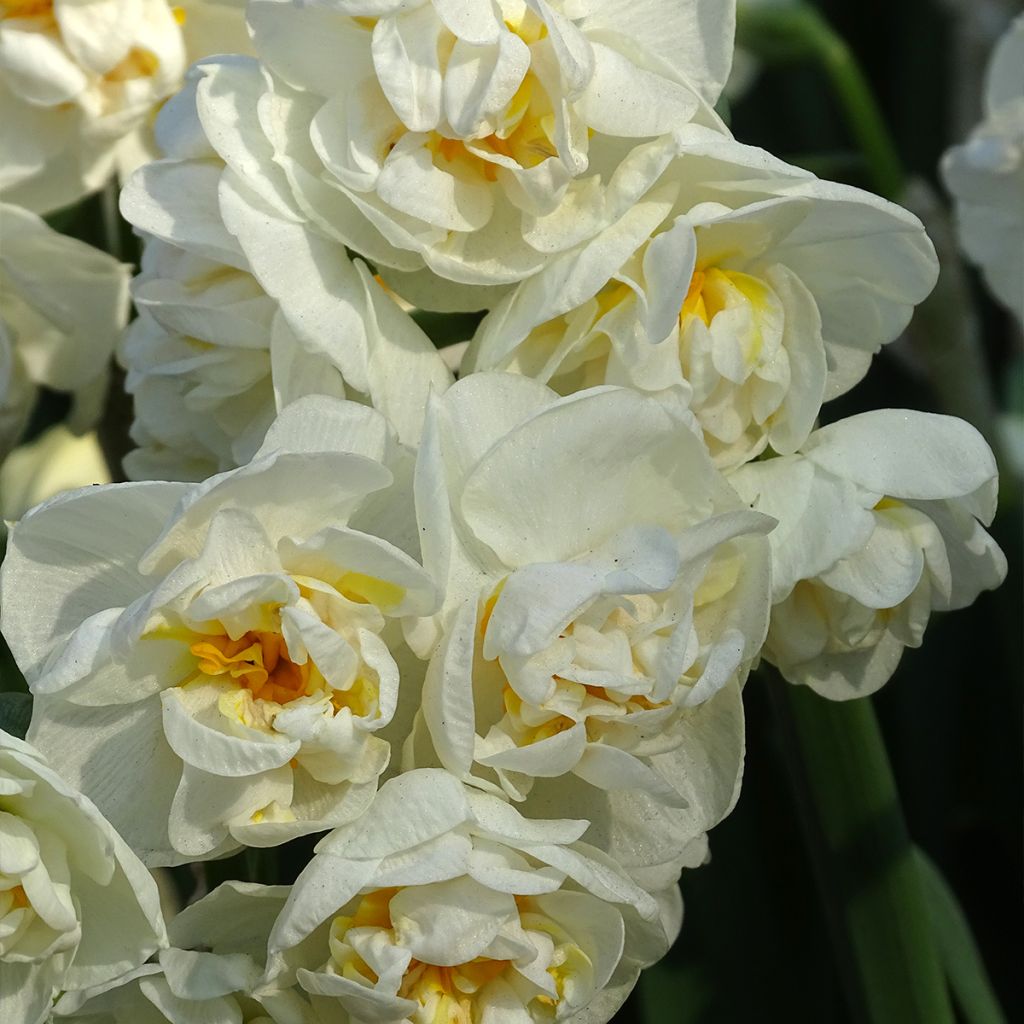 Narcissus Bridal Crown