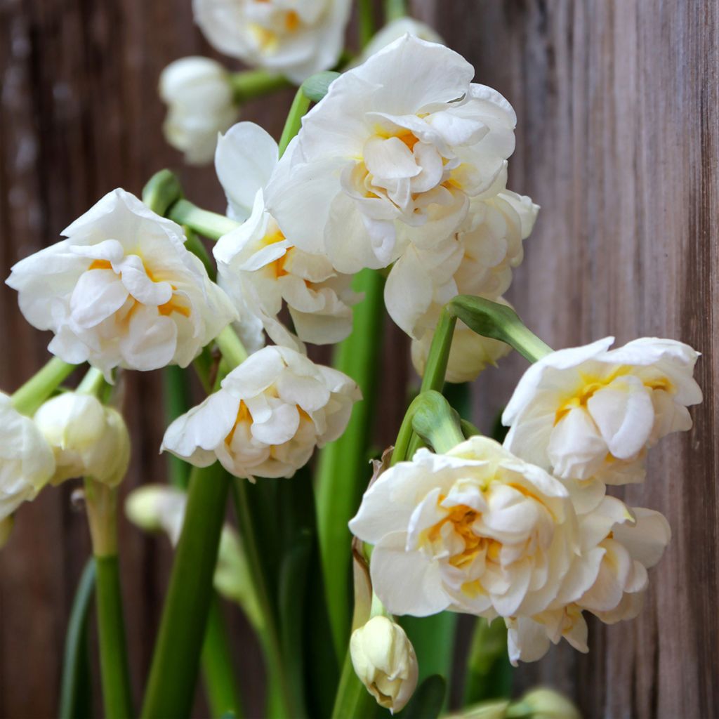 Narcissus Bridal Crown