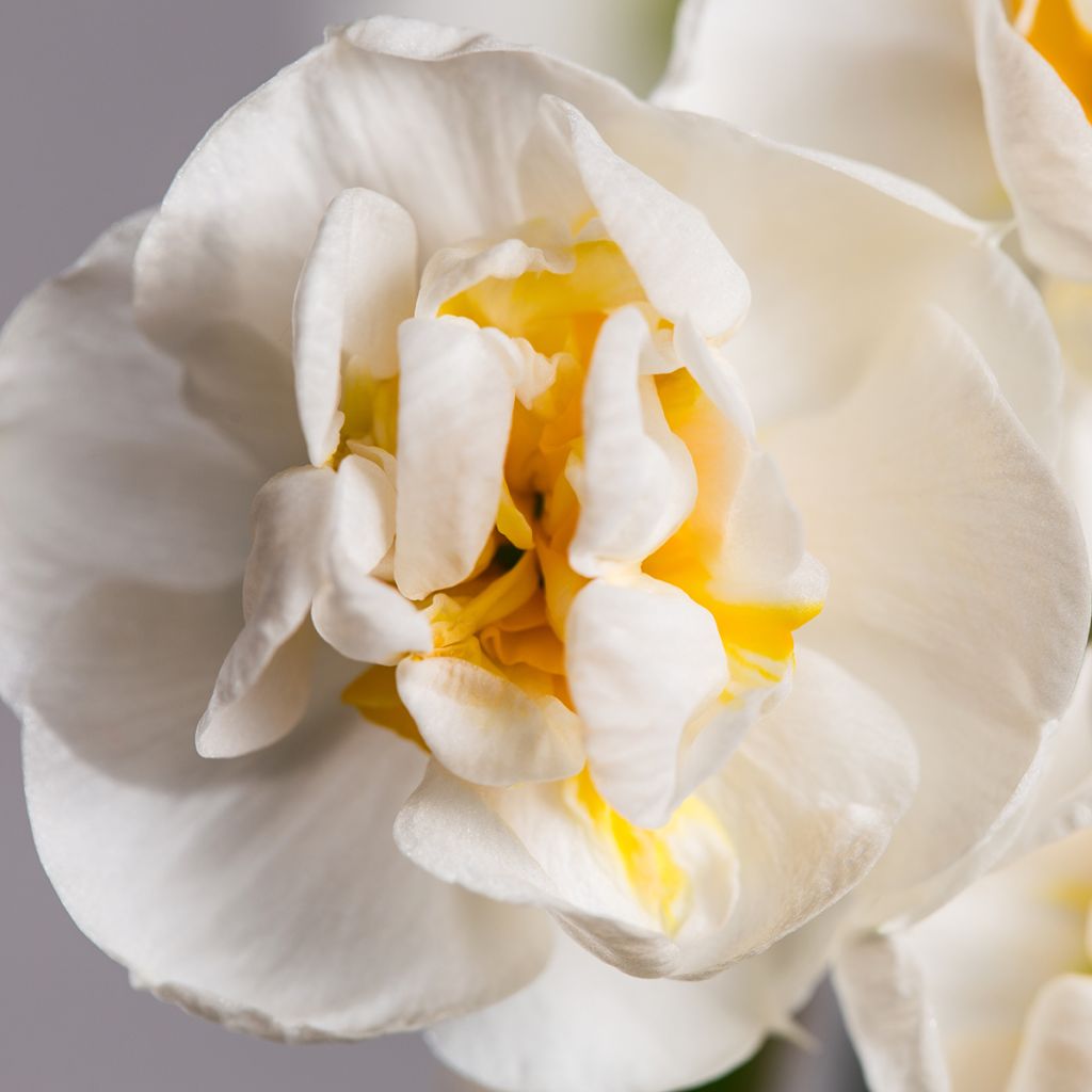 Narcissus Bridal Crown