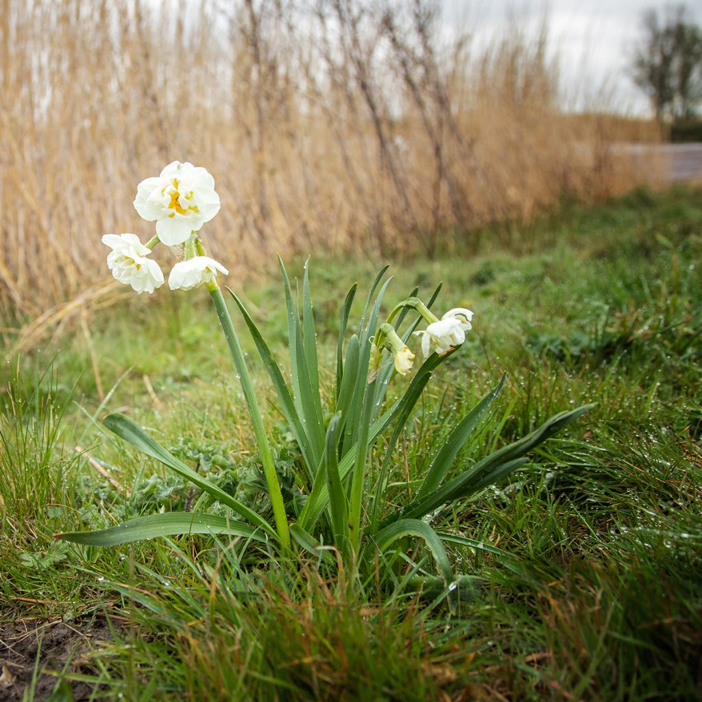 Narcissus Bridal Crown