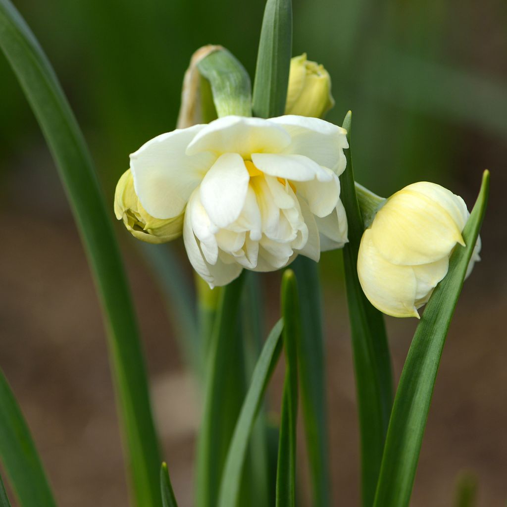 Narcissus Bridal Crown