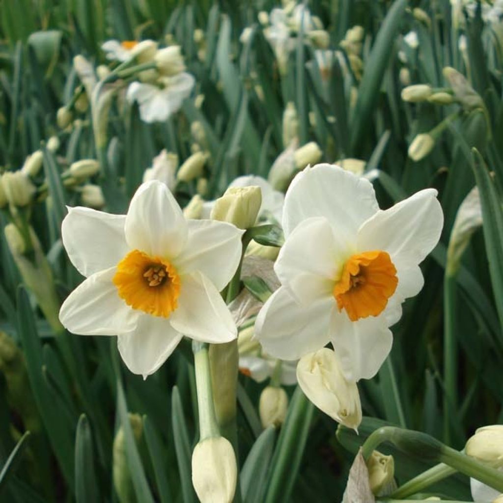Narcissus tazetta Geranium