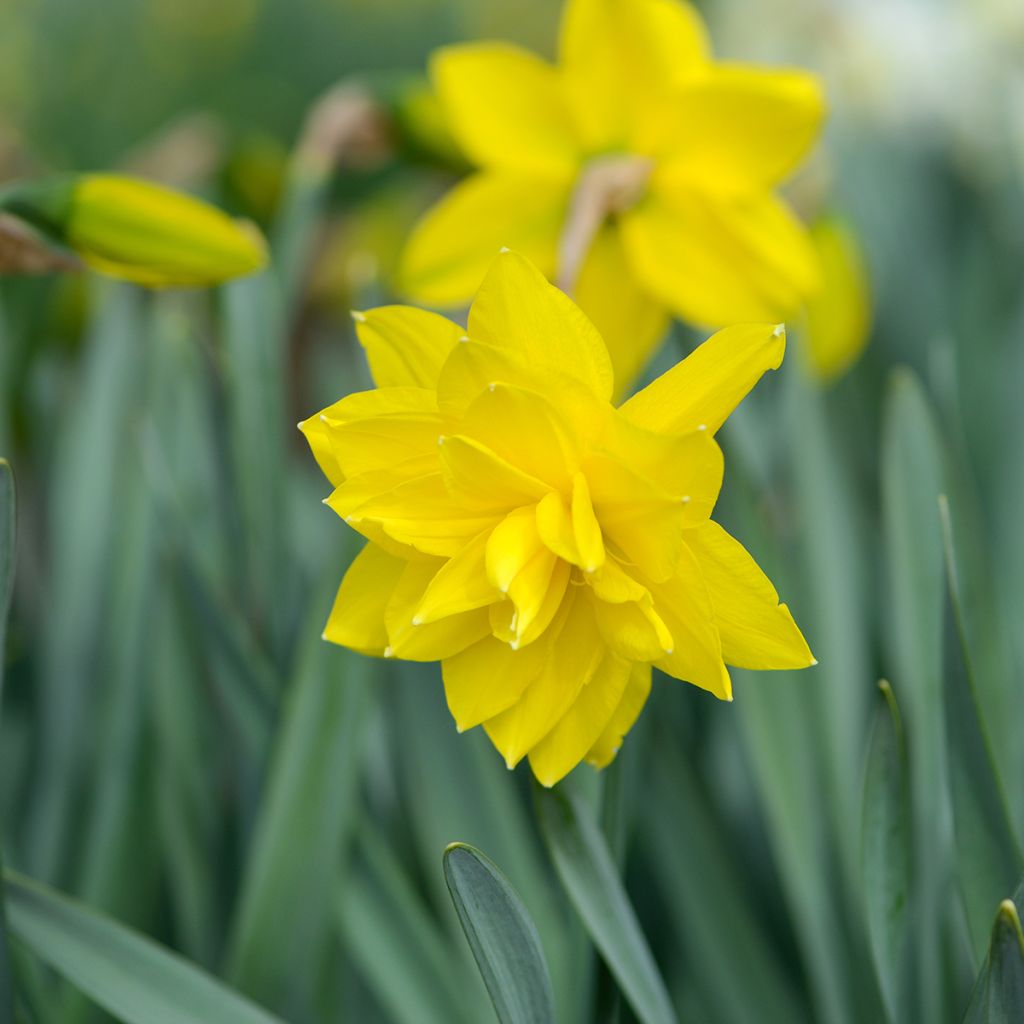 Narcissus Golden Ducat
