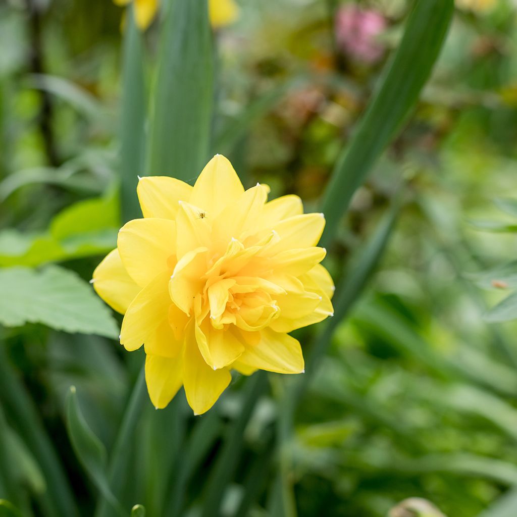 Narcissus Golden Ducat