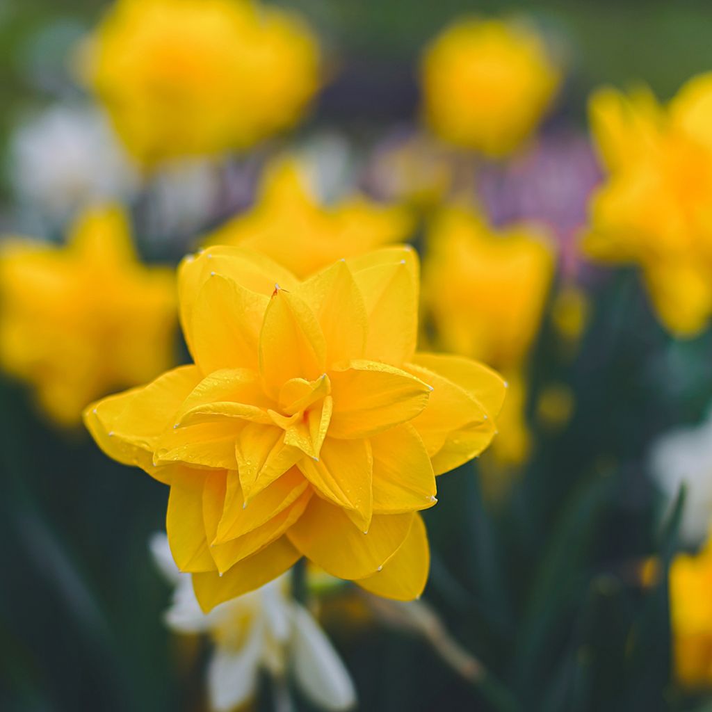 Narcissus Golden Ducat