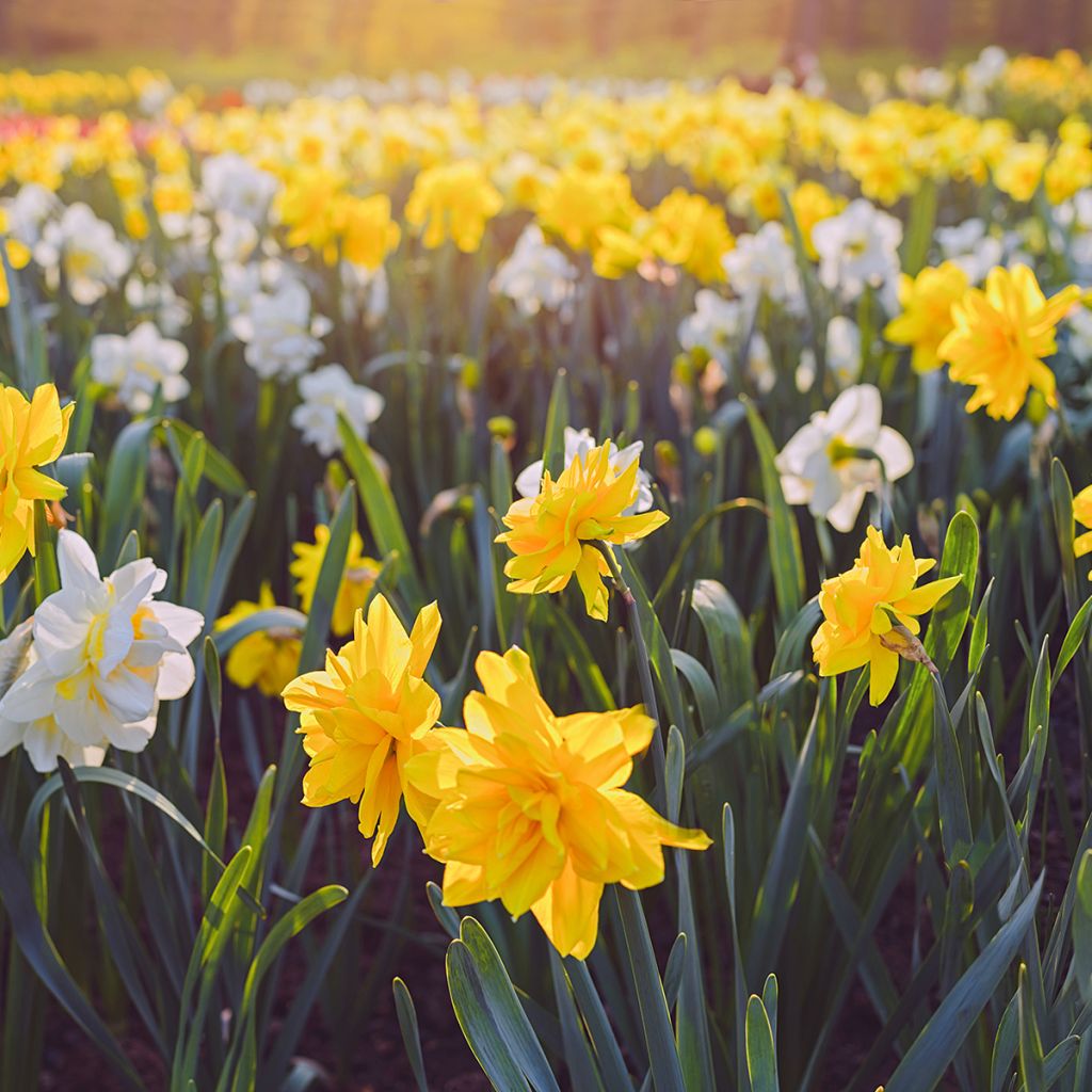 Narcissus Golden Ducat