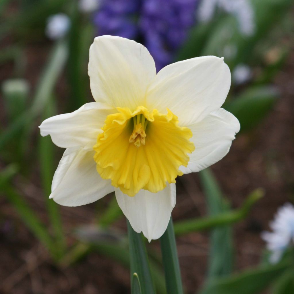 Narcissus Ice Follies - Daffodil