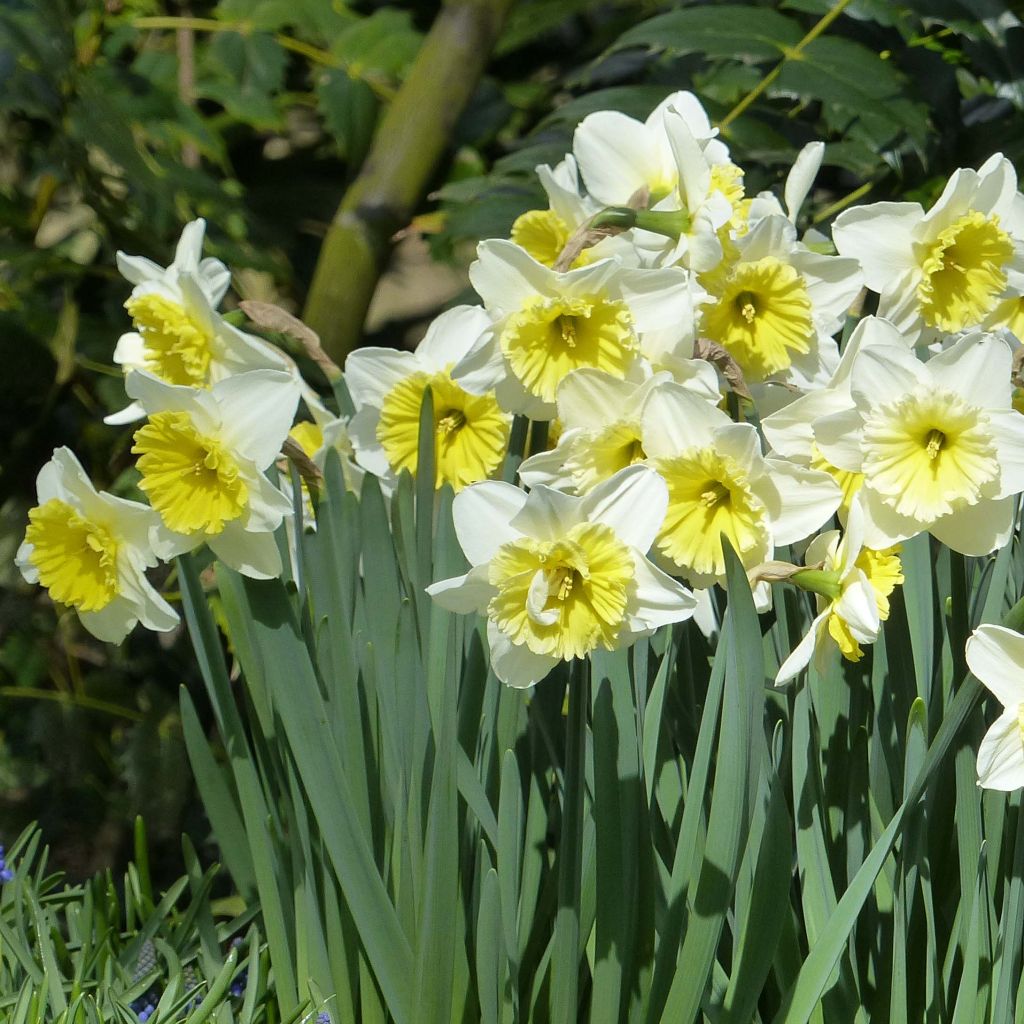 Narcissus Ice Follies - Daffodil