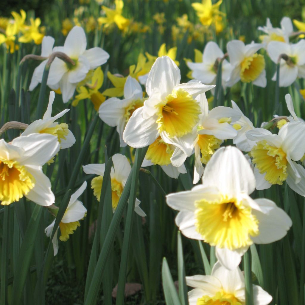 Narcissus Ice Follies - Daffodil