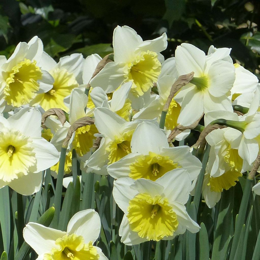 Narcissus Ice Follies - Daffodil
