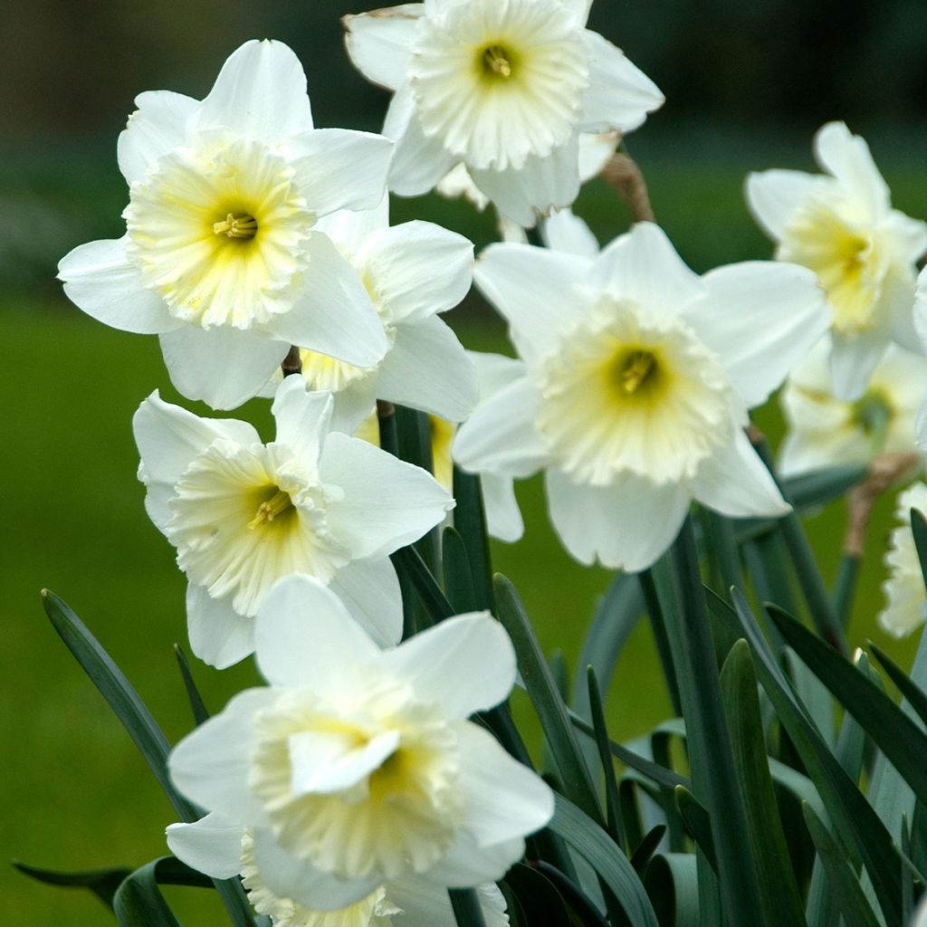 Narcissus Ice Follies - Daffodil
