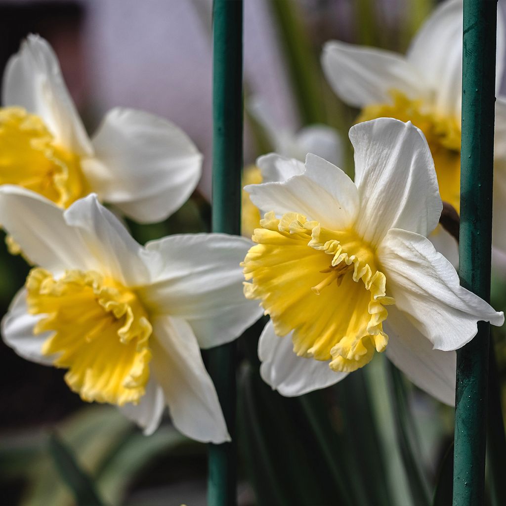 Narcissus Ice Follies - Daffodil