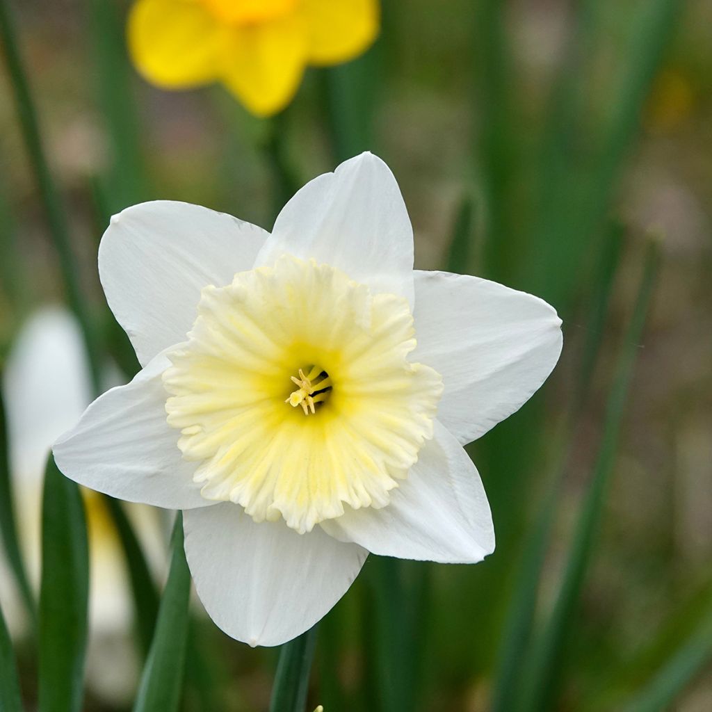 Narcissus Ice Follies - Daffodil