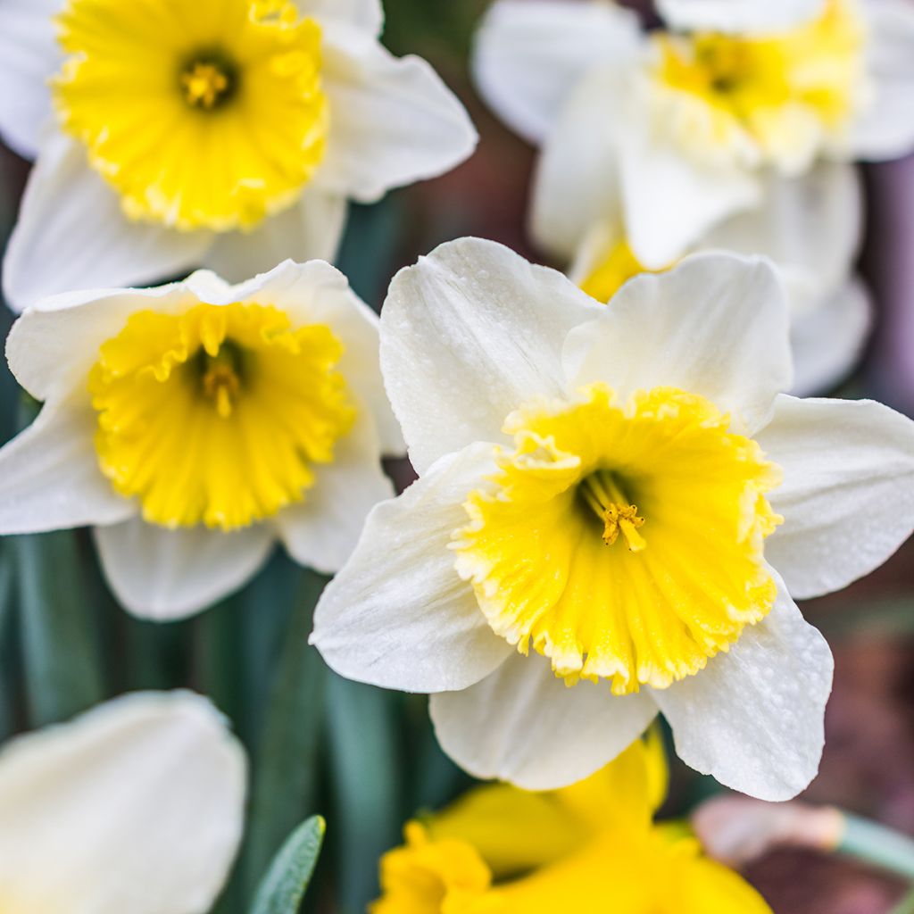 Narcissus Ice Follies - Daffodil