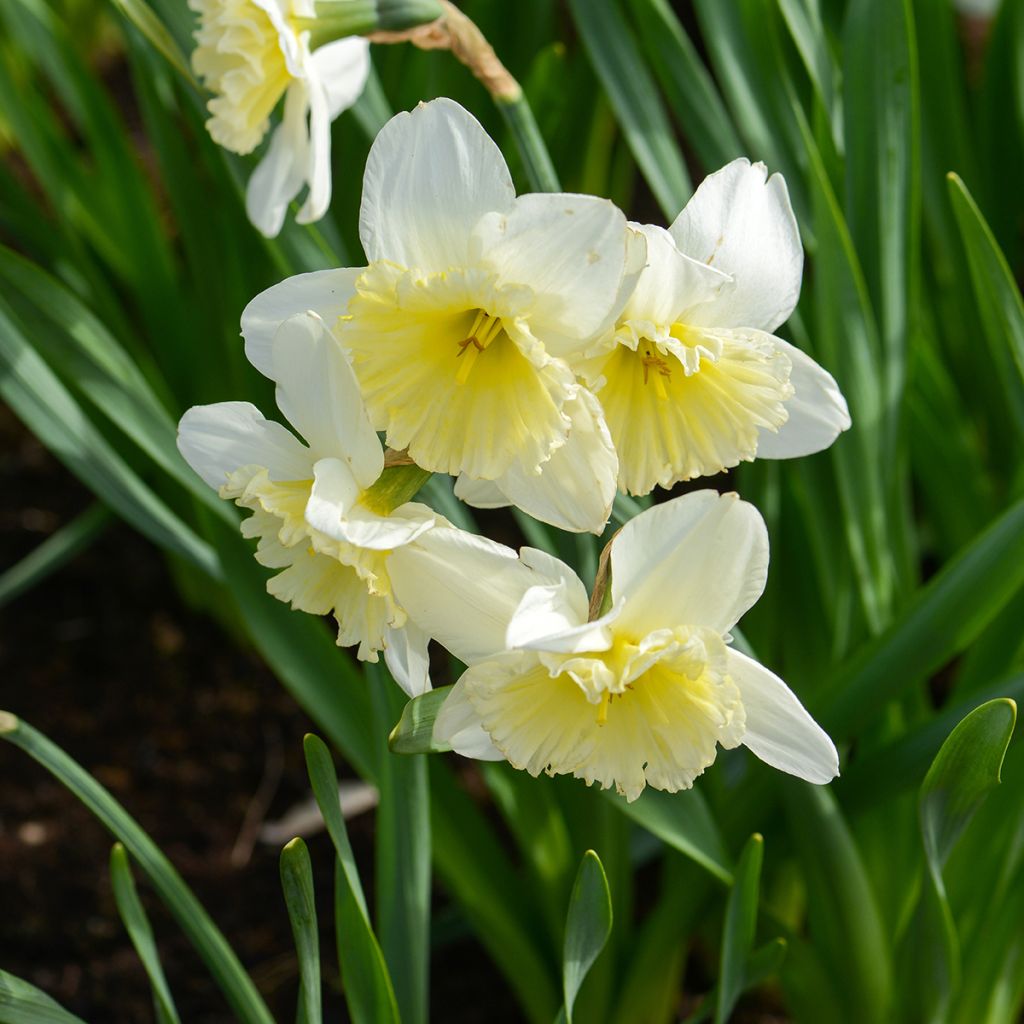 Narcissus Ice Follies - Daffodil