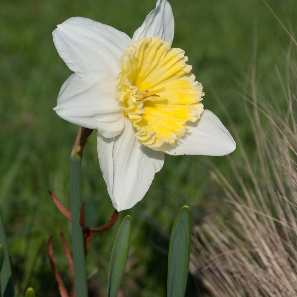 Narcissus Ice Follies - Daffodil