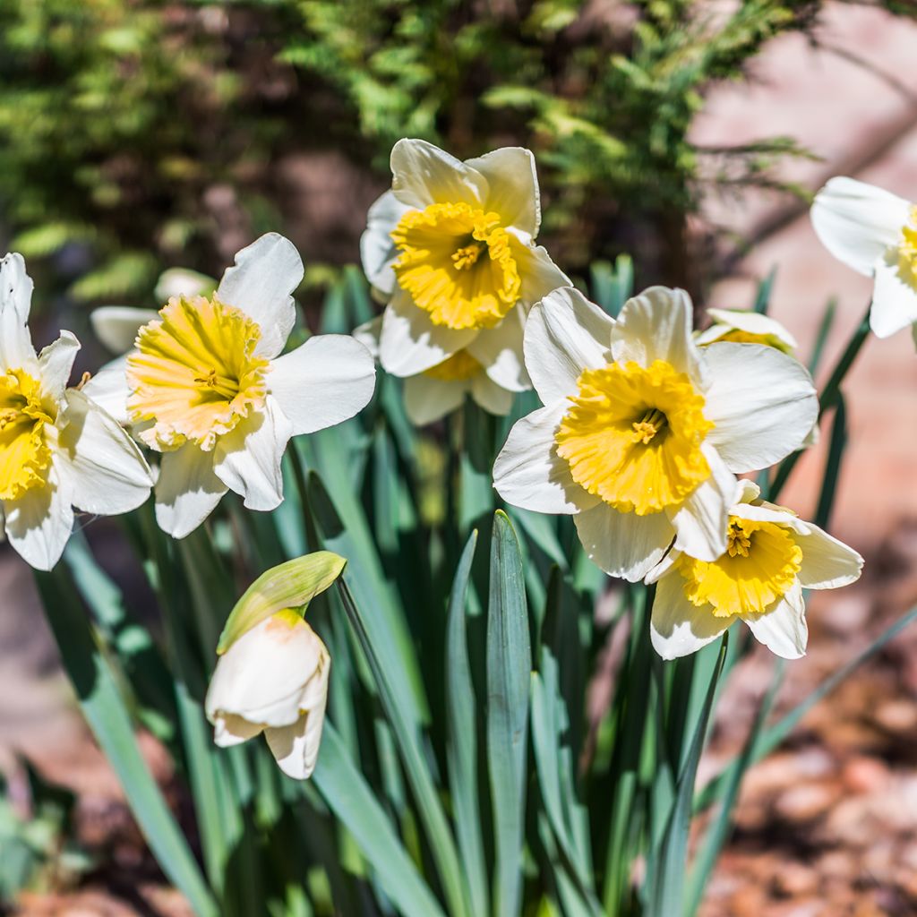 Narcissus Ice Follies - Daffodil