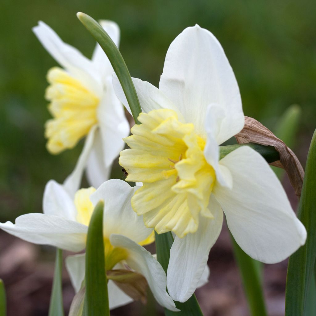 Narcissus Ice Follies - Daffodil